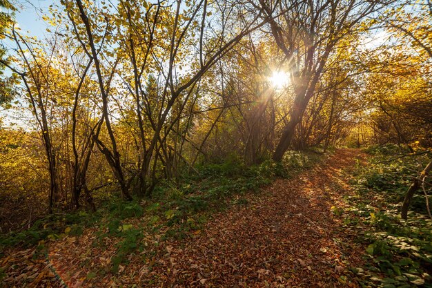 Foto percorso boschivo autunnale con bei colori catena montuosa dei carpazi ucraina