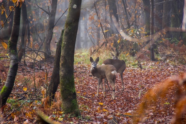 Foto autunno nel bosco con i cervi