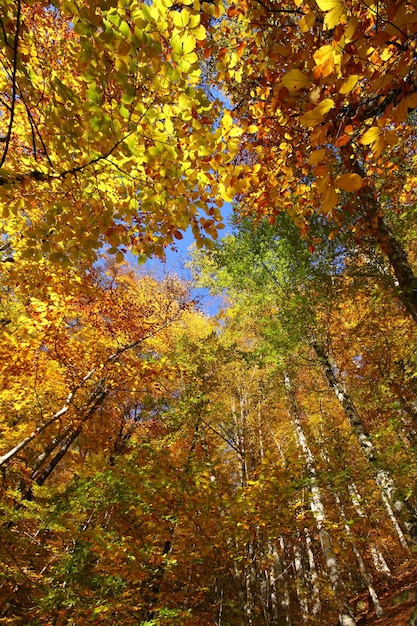 autumn in the woods Yedigoller Turkey