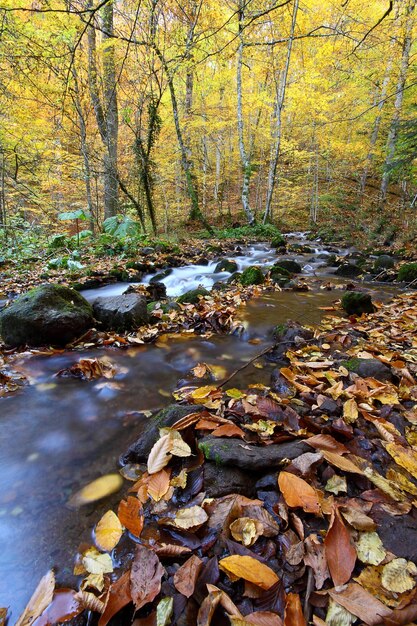 Foto autunno nel bosco yedigoller turchia