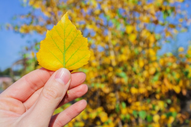 Autumn yellow birch leaf in hand, the beginning of autumn.