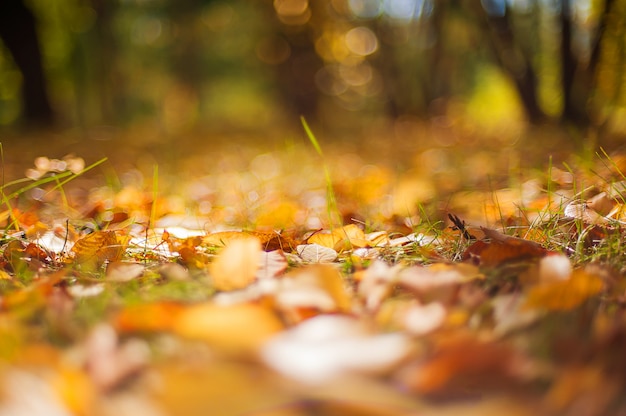 Autumn yellow colorful leaves warm autumn sunset tree blurred.