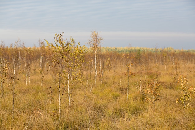 Autumn yellow field at the swamp