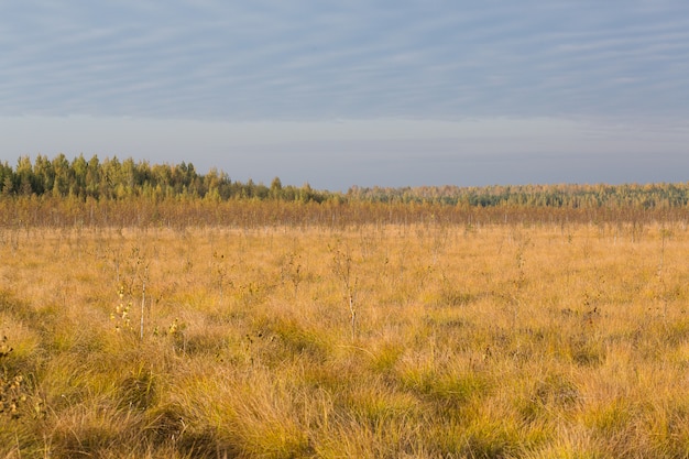 Photo autumn yellow field at the swamp