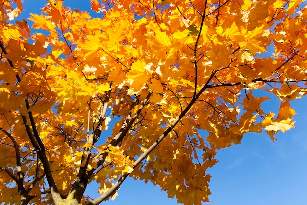 Осенняя желтая листва во время листопада, на природе в парке и ветвях деревьев