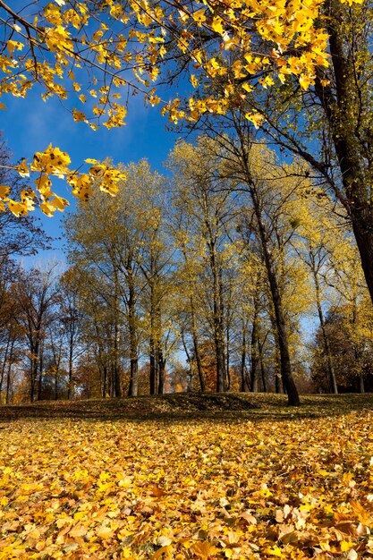 Autumn yellow foliage during leaf fall, in nature in the park\
and tree branches, landscape in sunny autumn weather