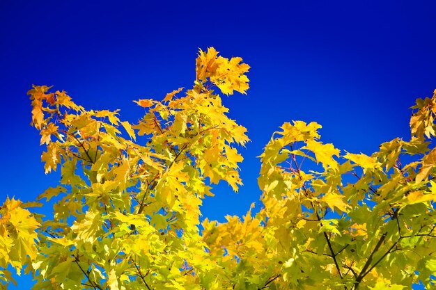 Autumn yellow foliage on sky