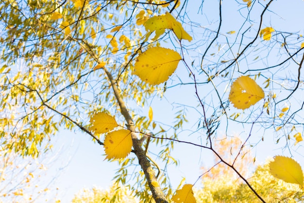 Autumn yellow foliage and tree branches against blue sky