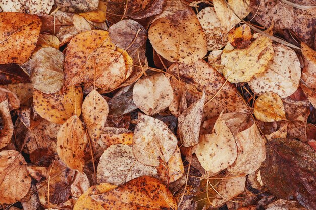 Autumn yellow foliage