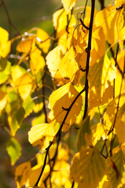 Foto fogliame giallo autunnale