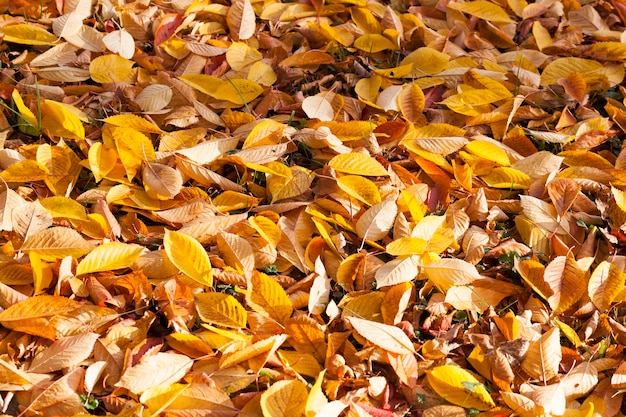 Autumn yellow foliage