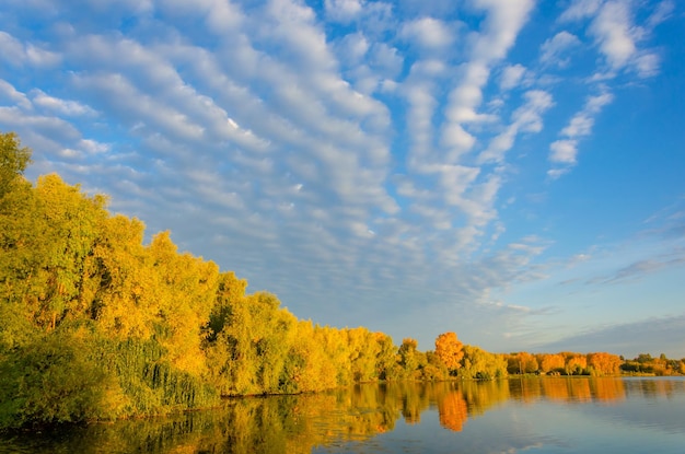 Autumn yellow forest on the lake shore.