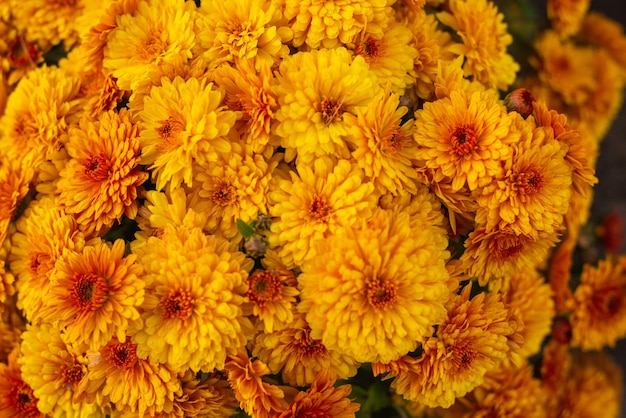 Autumn yellow garden chrysanthemum flowers.