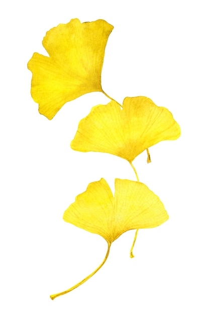 写真 秋の黄色いイチョウの葉。水彩季節イラスト