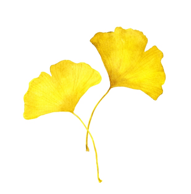 Foto foglie di ginkgo giallo autunnale. illustrazione stagionale dell'acquerello