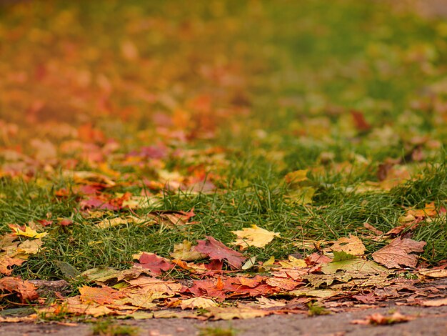 Autumn yellow golden leaf close up texture Colorful bright background of autumn leaf Colorful yellow bright texture of autumn leaf