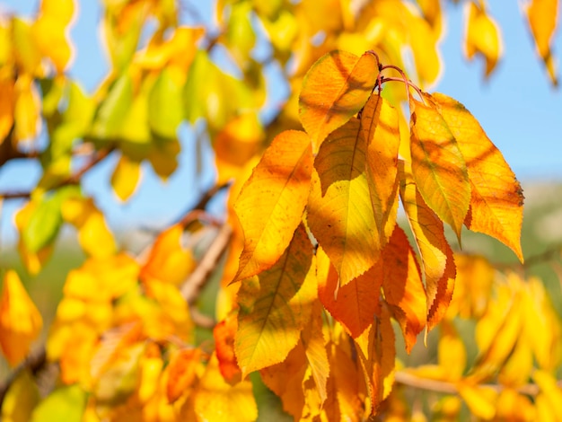 桜の木のクローズアップの秋の黄色のグラデーションの葉