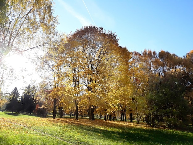 Autumn yellow and green park as bright sunny day