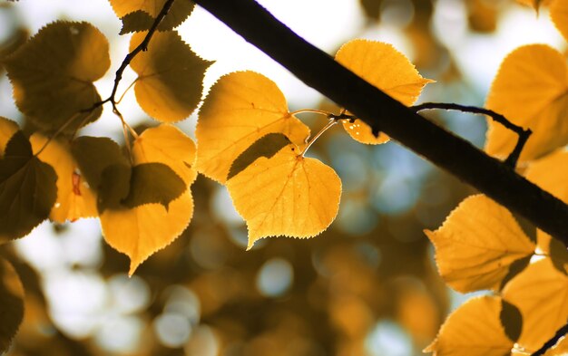 Autumn yellow leaf backlight