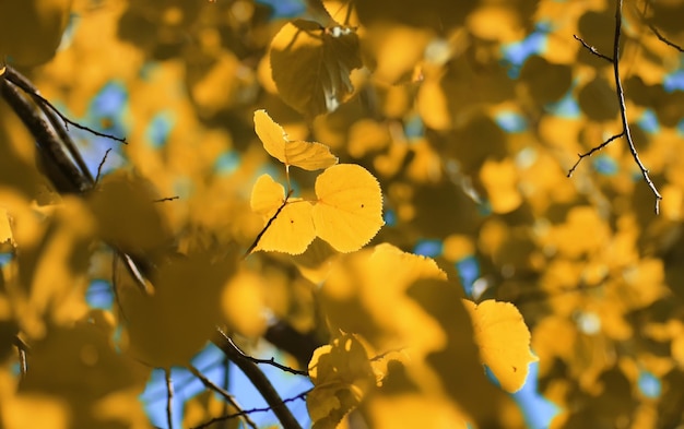 Autumn yellow leaf backlight