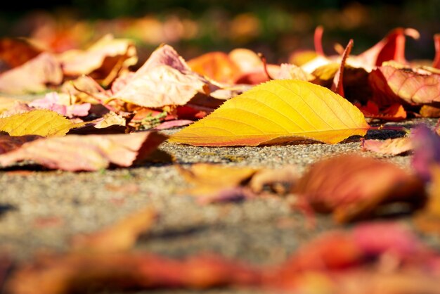 an autumn yellow leaf closeup