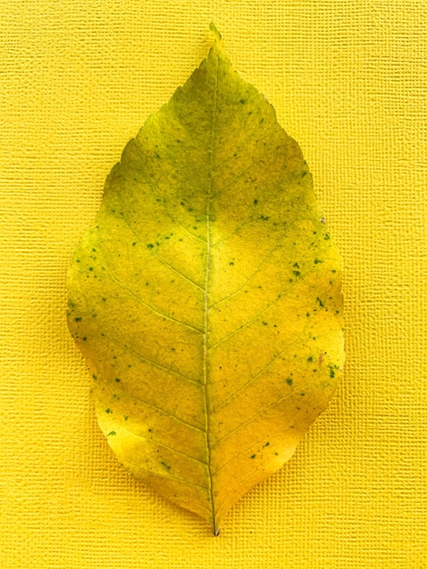 Photo autumn yellow leaf on a yellow paper background high quality photo