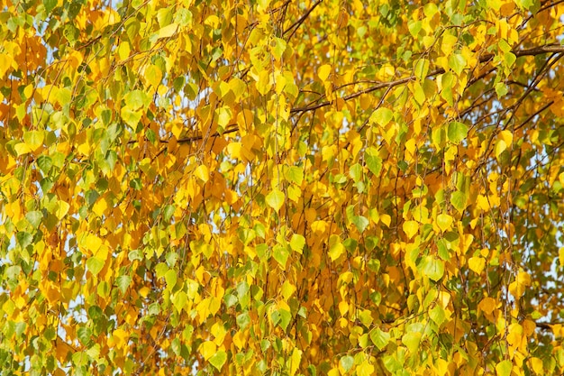 Осенние желтые листья ясеня на ветвях дерева
