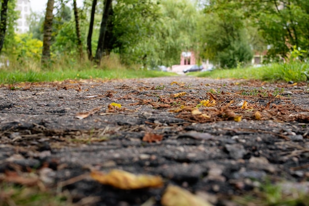 Autumn yellow leaves on the asphalt sidewalk