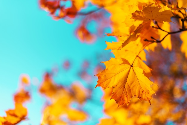 Autumn yellow leaves on blue sky background. Golden autumn concept. 