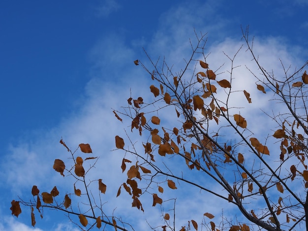 autumn yellow leaves on a blue sky background