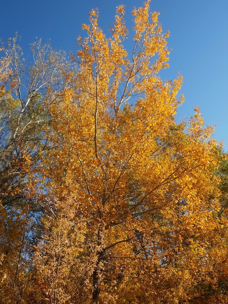 autumn yellow leaves on a blue sky background