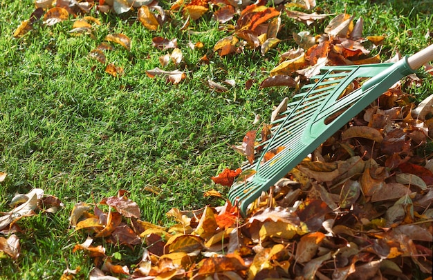 Autumn Yellow Leaves Cleaning Service Hark met gevallen bladeren in Autumn Ecology concept