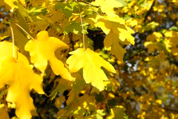 Autumn yellow leaves close up against green foliage