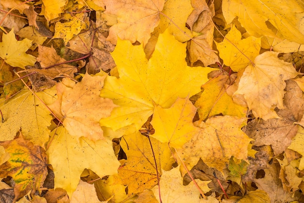 Autumn yellow leaves falling to the ground on a warm autumn day Autumn background