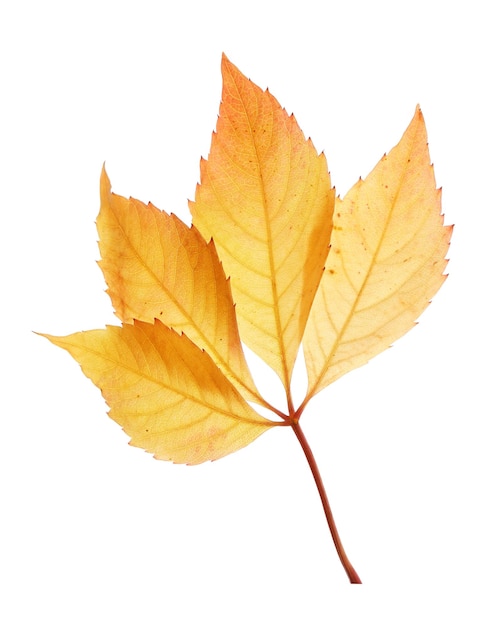 Autumn yellow leaves isolated on white