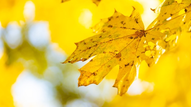 秋の公園のカエデの木の紅葉。黄色いカエデの葉がぼやけた背景に。黄金の秋のコンセプト。コピースペース