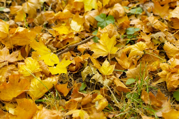 Фото Осенние желтые листья на земле