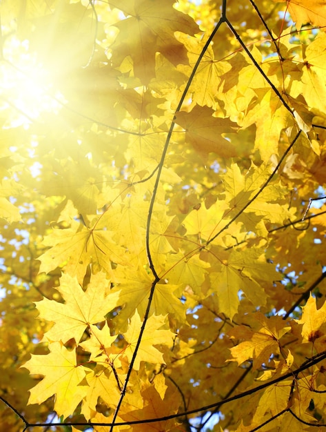 Autumn yellow leaves and sun