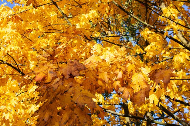 Autumn yellow leaves on tree branches closeup