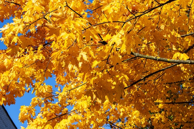 Autumn yellow leaves on tree branches closeup