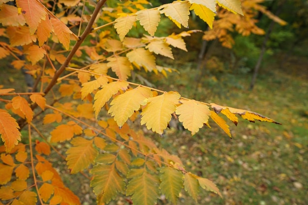 Autumn yellow leaves on the trees closeup