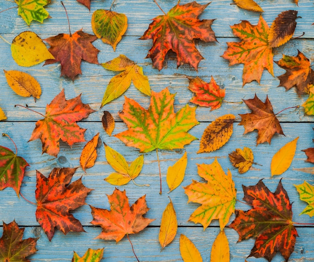 Autumn yellow leaves