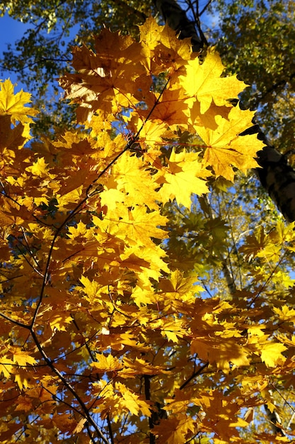 Autumn yellow leaves