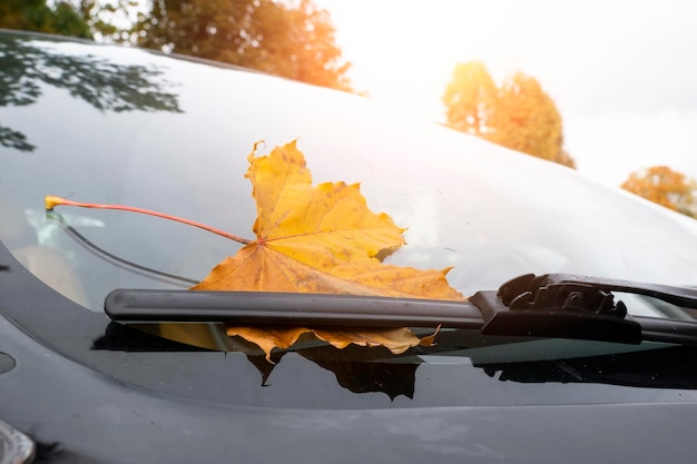 Autumn yellow maple leaf on car glass