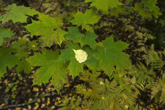 Autumn yellow maple leaf among green foliage. Early Autumn.