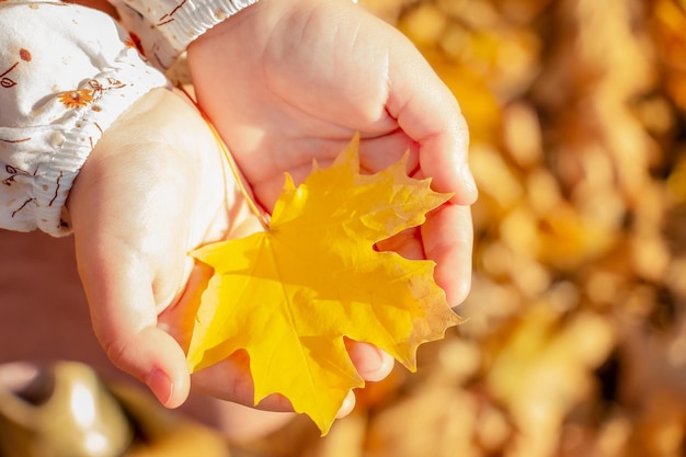 Autumn yellow maple leaf in the hands of a child close-up.