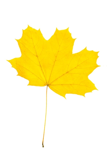 Autumn yellow maple leaf isolated on white background