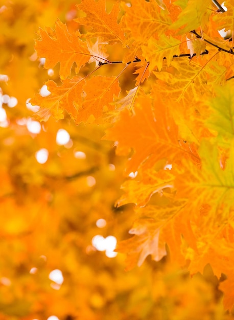 Autumn yellow maple leaves background