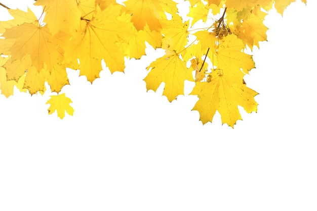 Autumn yellow maple leaves isolated on white background