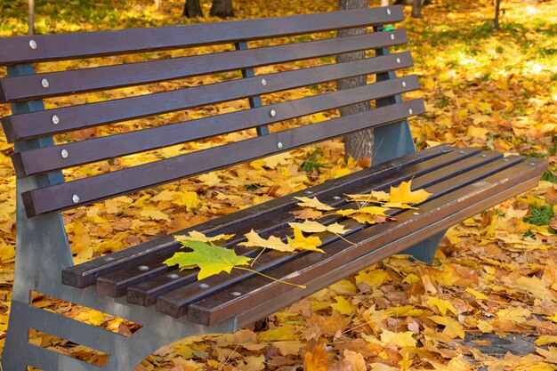 Autumn yellow maple leaves lie on a brown wooden park bench Fall foliage in the city October